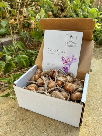 She's Rooted Home Saffron Corms for 2025 Planting - 12 Large Corms