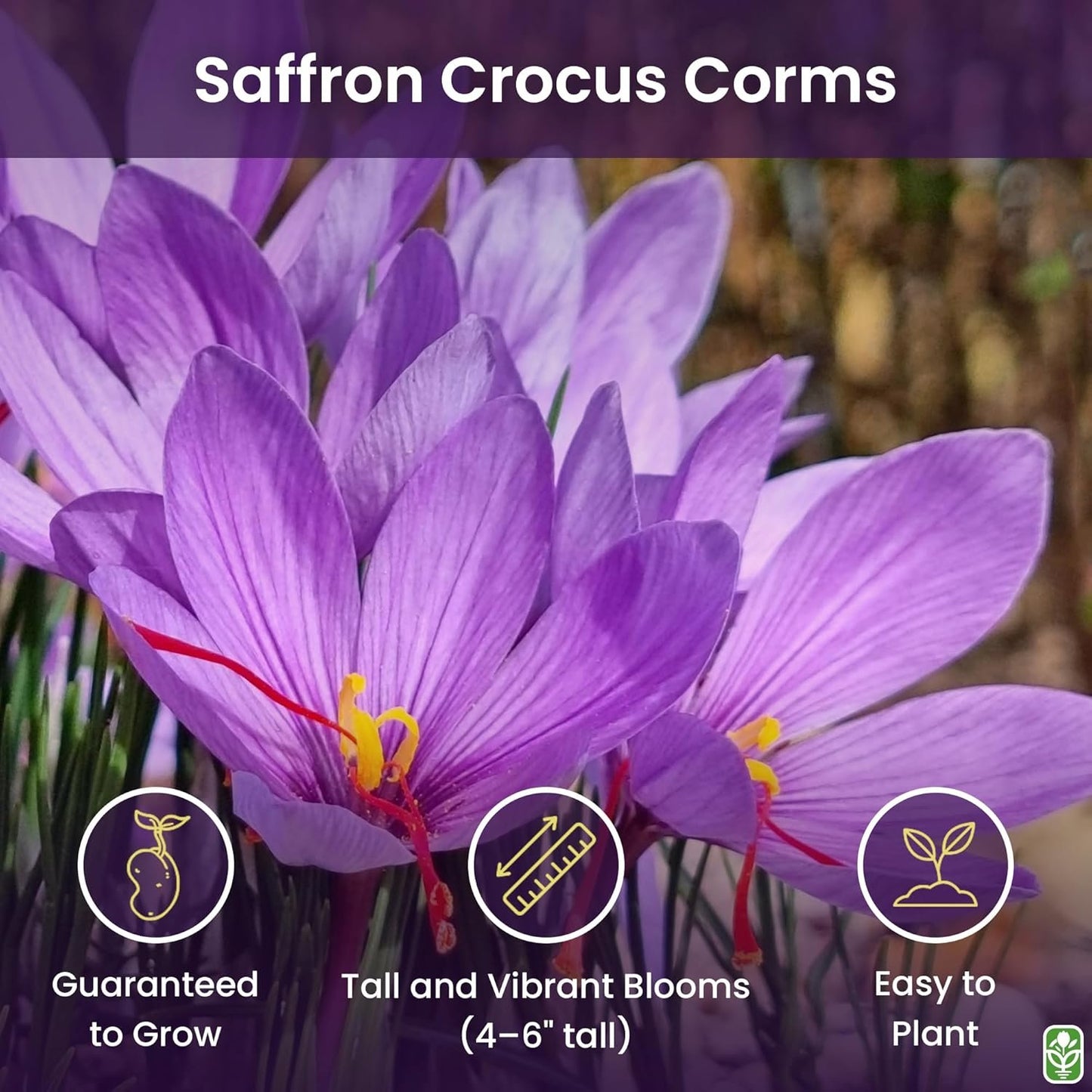 She's Rooted Home Saffron Corms for 2025 Planting - 12 Large Corms