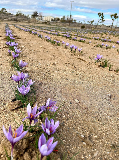 She's Rooted Home Saffron Corms for 2025 Planting - 12 Large Corms