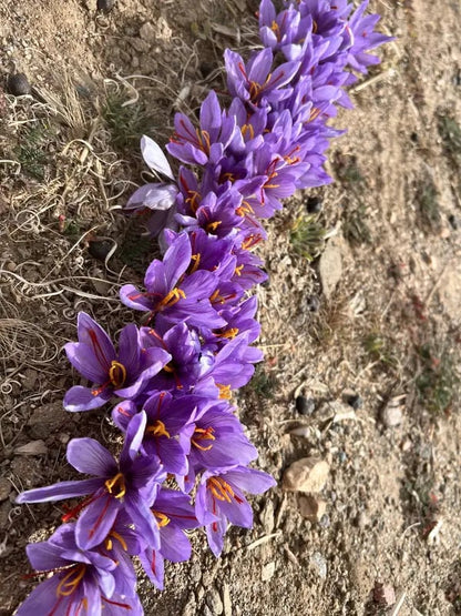 She's Rooted Home Saffron Corms for 2025 Planting - 12 Large Corms