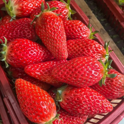 Strawberry Fruit Seeds for Planting Home Garden Outdoo