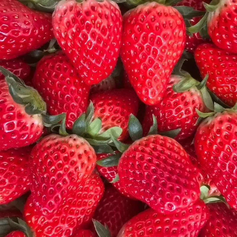 Strawberry Fruit Seeds for Planting Home Garden Outdoo