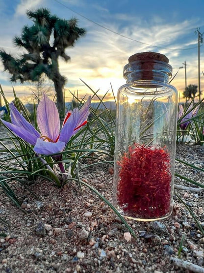 She's Rooted Home Saffron Corms for 2025 Planting - 12 Large Corms