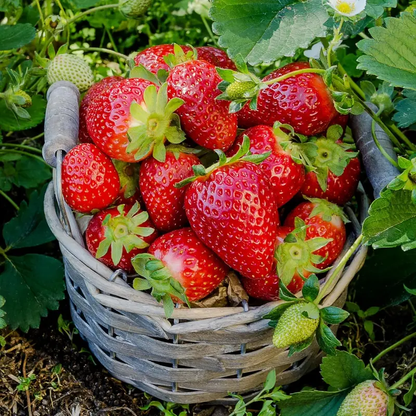 Strawberry Fruit Seeds for Planting Home Garden Outdoo