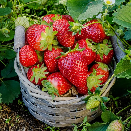 Strawberry Fruit Seeds for Planting Home Garden Outdoo