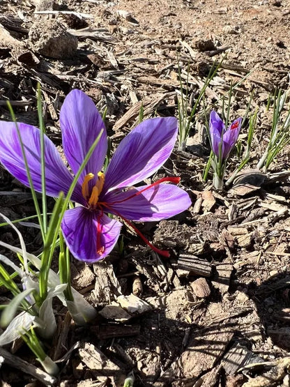 She's Rooted Home Saffron Corms for 2025 Planting - 12 Large Corms