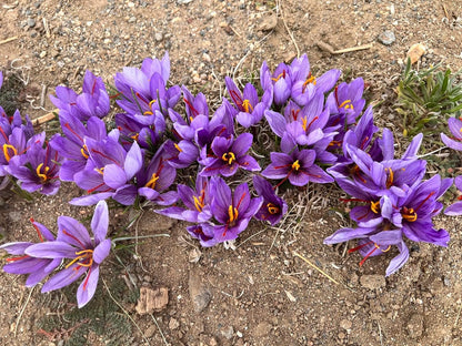 She's Rooted Home Saffron Corms for 2025 Planting - 12 Large Corms