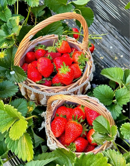 Strawberry Fruit Seeds for Planting Home Garden Outdoo